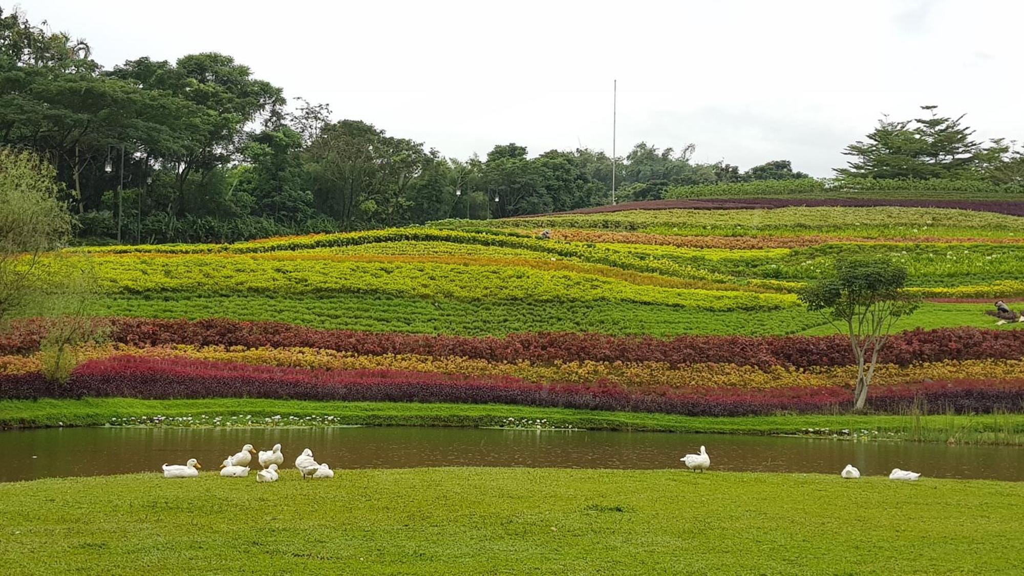 Ophelia At Vimala Hills *